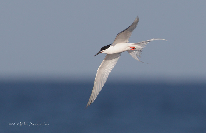 Roseate Tern (Sterna dougallii) photo image