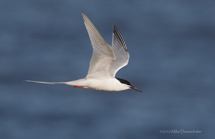 Roseate Tern (Sterna dougallii) photo image