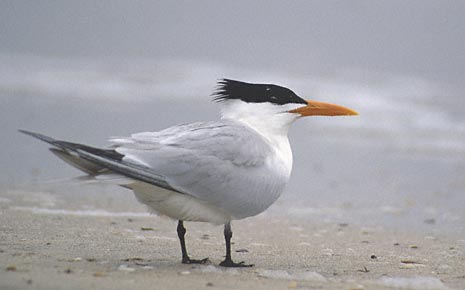 Royal Tern (Thalasseus maximus) photo image
