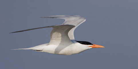 Royal Tern (Thalasseus maximus) photo image