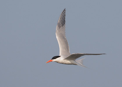 Royal Tern (Thalasseus maximus) photo image