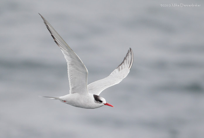 South American Tern (Sterna hirundinacea) photo