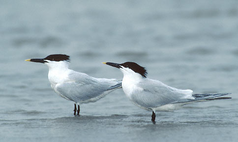 Cabot's (formerly Sandwich) Tern (Thalasseus acuflavidus) photo image