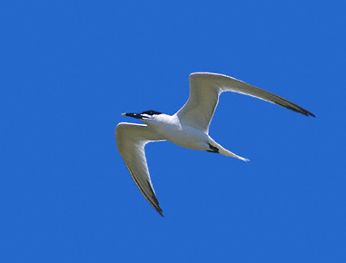 Cabot's (formerly Sandwich) Tern (Thalasseus acuflavidus) photo image