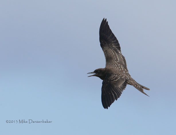 Sooty Tern (Onychoprion fuscatus) photo image