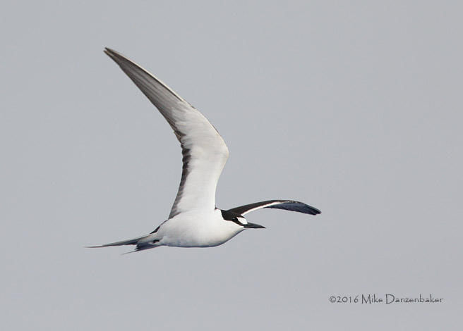 Sooty Tern (Onychoprion fuscatus) photo image