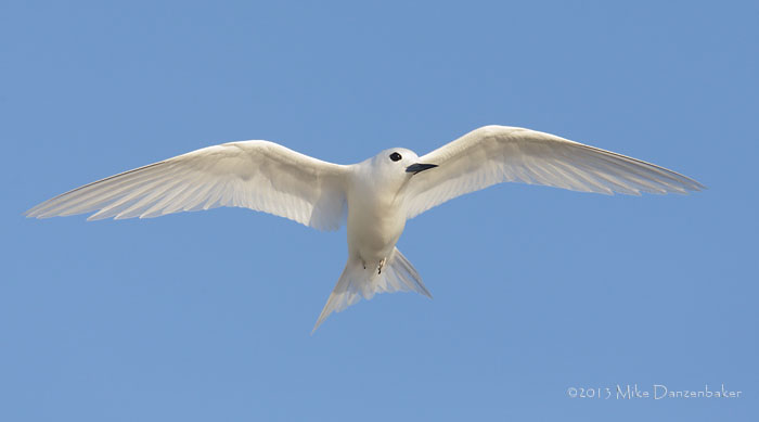 White Tern (Gygis alba) photo image