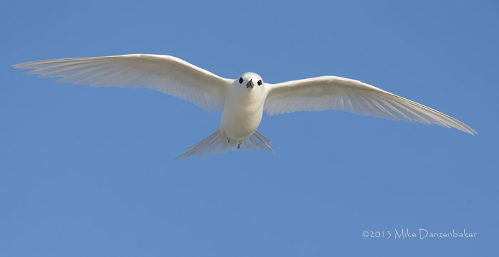 White Tern (Gygis alba) photo image