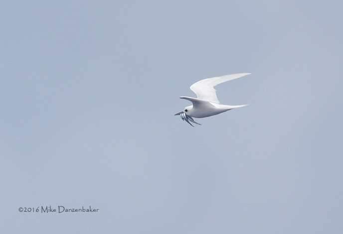 White Tern (Gygis alba) photo image