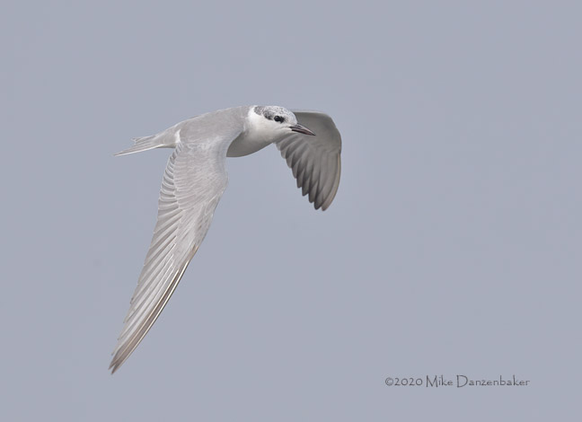 Whiskered Tern (Chlidonias hybrida) photo image