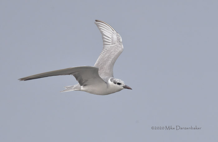 Whiskered Tern (Chlidonias hybrida) photo image