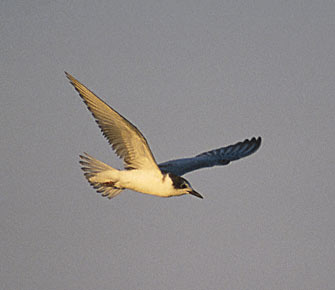 Whiskered Tern (Chlidonias hybrida) photo image