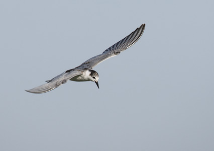 Whiskered Tern (Chlidonias hybrida) photo image