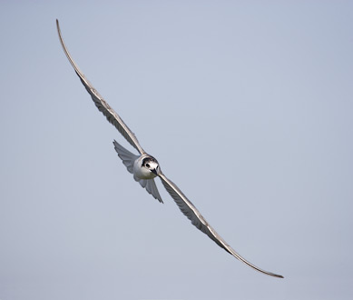 Whiskered Tern (Chlidonias hybrida) photo image
