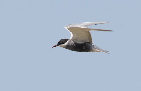 Whiskered Tern (Chlidonias hybrida) photo image