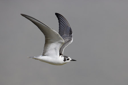 White-winged Tern (Chlidonias leucopterus) photo image