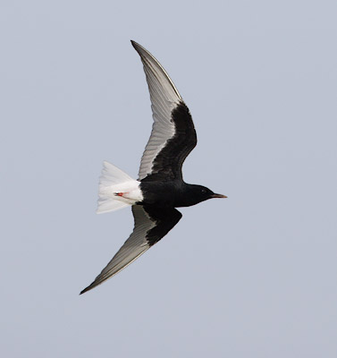 White-winged Tern (Chlidonias leucopterus) photo image