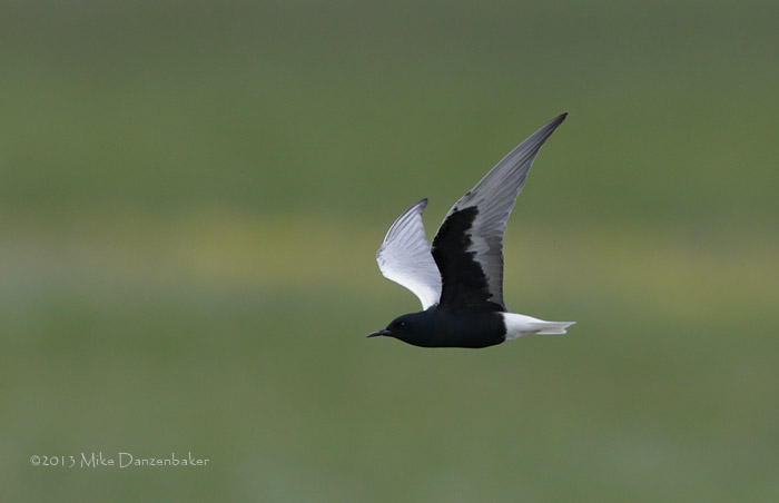 White-winged Tern (Chlidonias leucopterus) photo image