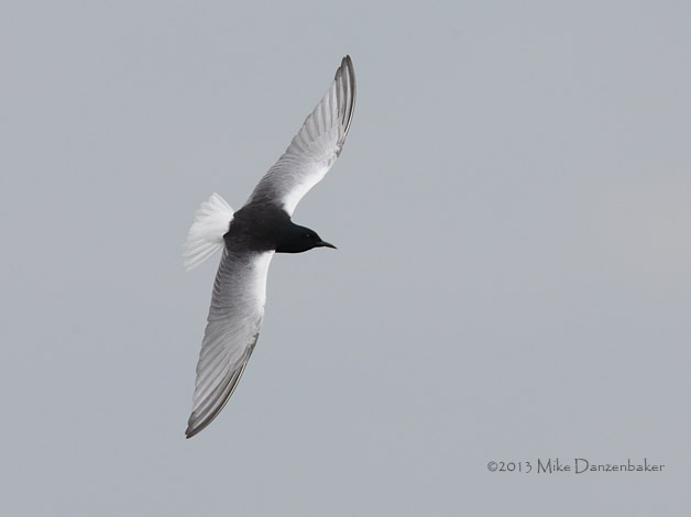 White-winged Tern (Chlidonias leucopterus) photo image