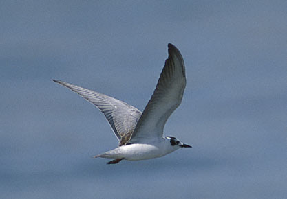 White-winged Tern (Chlidonias leucopterus) photo image