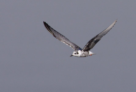 White-winged Tern (Chlidonias leucopterus) photo image