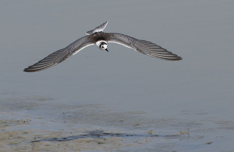White-winged Tern (Chlidonias leucopterus) photo image