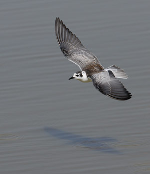 White-winged Tern (Chlidonias leucopterus) photo image
