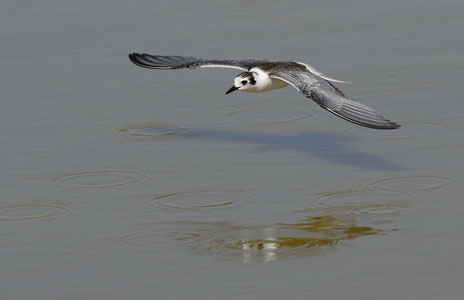 White-winged Tern (Chlidonias leucopterus) photo image