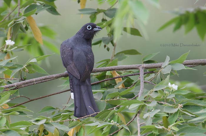 Black-headed Trogon (Trogon melanocephalus) photo