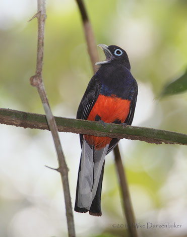 Baird's Trogon (Trogon bairdii) photo image