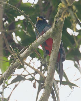 Choco Trogon (Trogon comptus) photo image