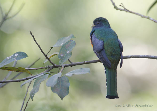 Collared Trogon (Trogon collaris) photo