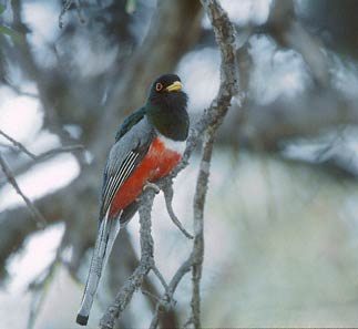Elegant Trogon (Trogon elegans) photo image