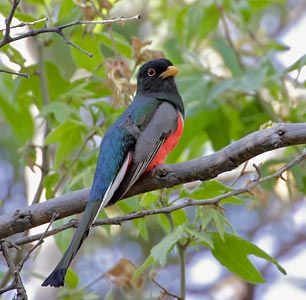 Elegant Trogon (Trogon elegans) photo image