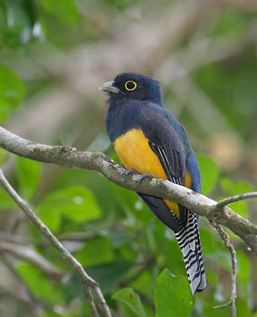 Guianan Trogon (Trogon violaceus) photo image