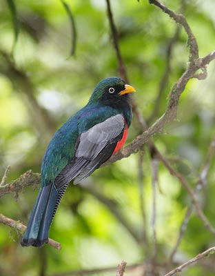 Lattice-tailed Trogon (Trogon clathratus) photo image