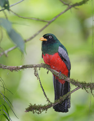 Lattice-tailed Trogon (Trogon clathratus) photo image