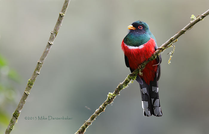 Masked Trogon (Trogon personatus) photo