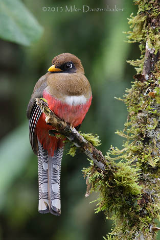 Masked Trogon (Trogon personatus) photo