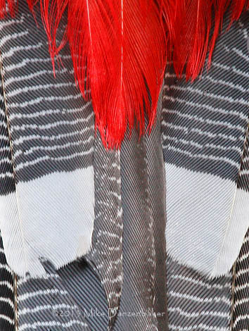 Masked Trogon (Trogon personatus) photo image