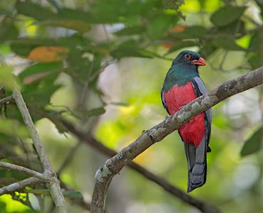 Slaty-tailed Trogon (Trogon massena) photo image