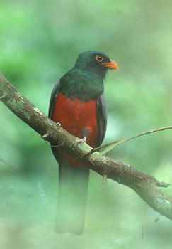 Slaty-tailed Trogon (Trogon massena) photo image