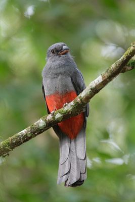 Slaty-tailed Trogon (Trogon massena) photo image