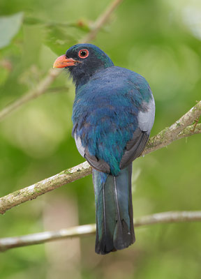 Slaty-tailed Trogon (Trogon massena) photo image