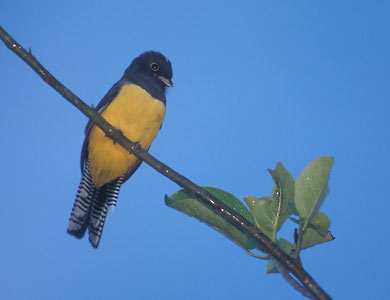 Gartered Trogon (Trogon caligatus) photo image