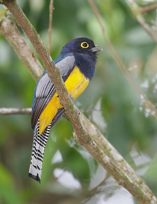 Gartered Trogon (Trogon caligatus) photo image