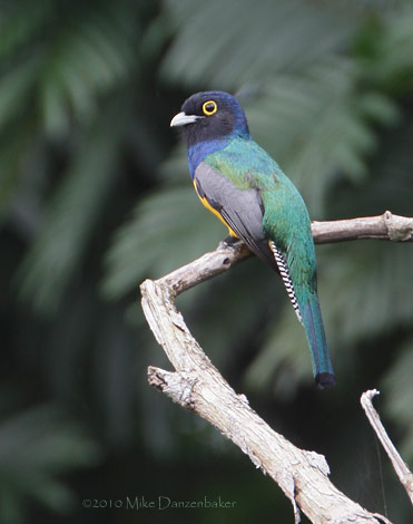 Gartered Trogon (Trogon caligatus) photo image