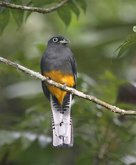 White-tailed Trogon (Trogon chionurus) photo image