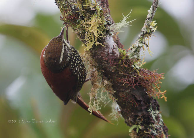 Pearled Treerunner (Margarornis squamiger) photo