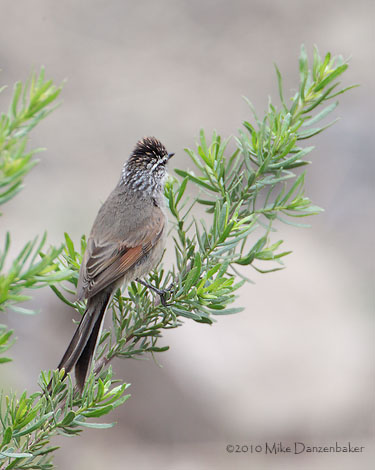Plain-mantled Tit-Spinetail (Leptasthenura aegithaloides) photo image